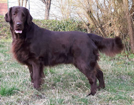 Baghira10April2017klein