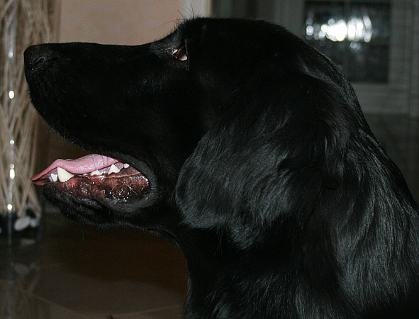 BladeDec.2008.6