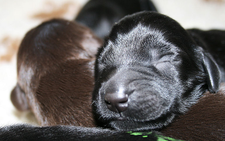CongoPuppies1