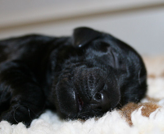 CongoPuppies2