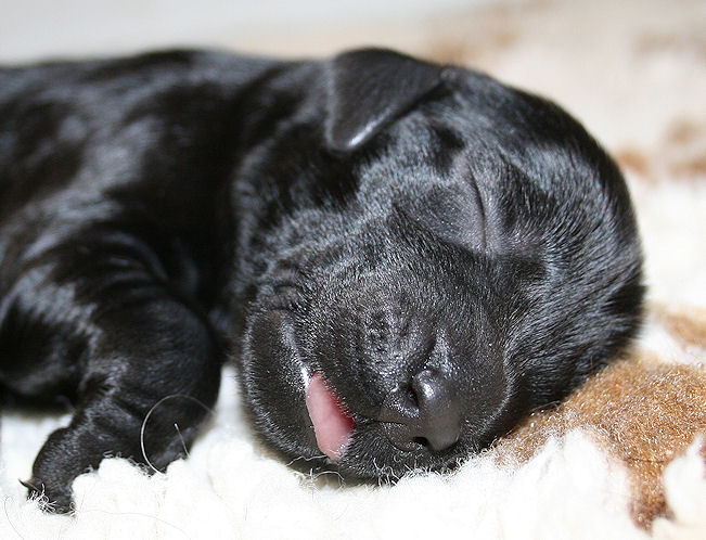 CongoPuppies3