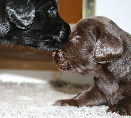CongoPuppies3,5Weeks1