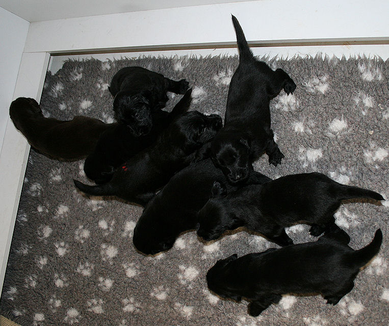 CongoPuppies3,5Weeks3