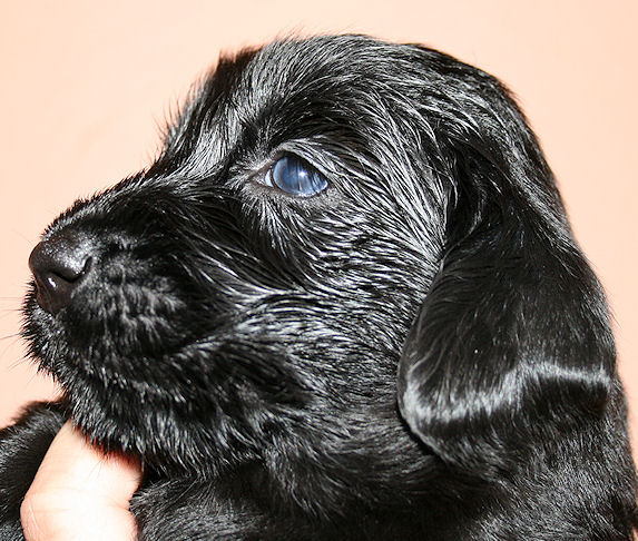 CongoPuppies3,5Weeks4