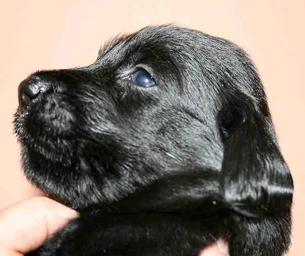 CongoPuppies3,5Weeks5