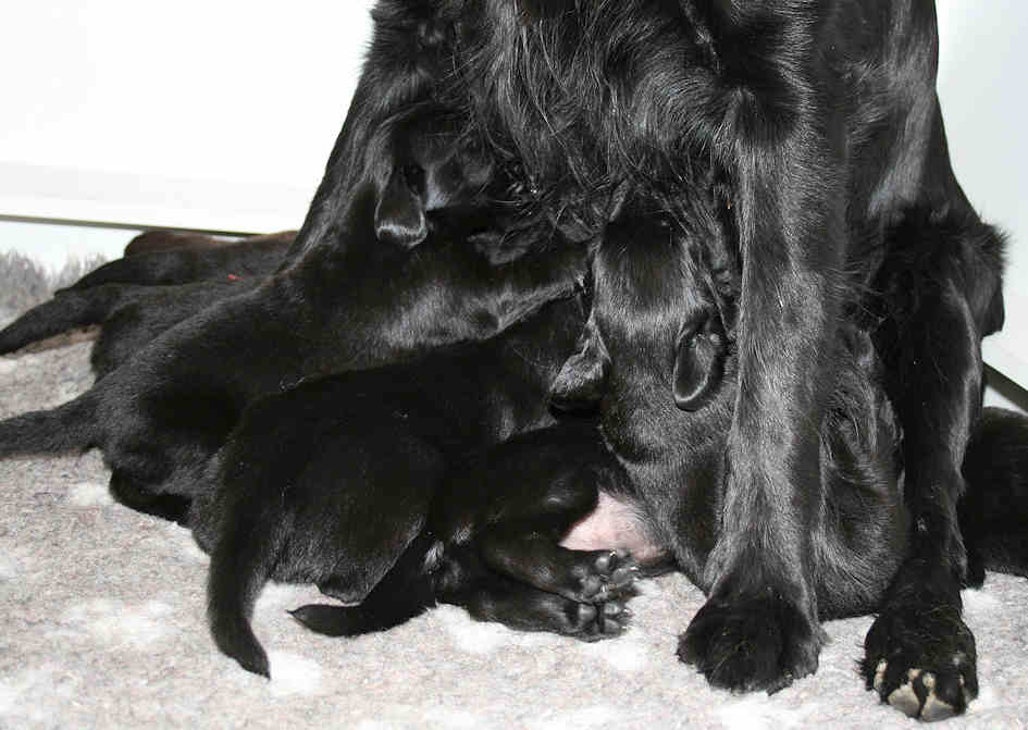 CongoPuppies3,5Weeks6