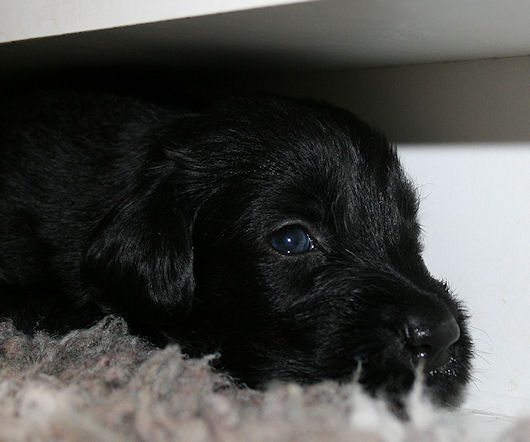 CongoPuppies3,5Weeks7