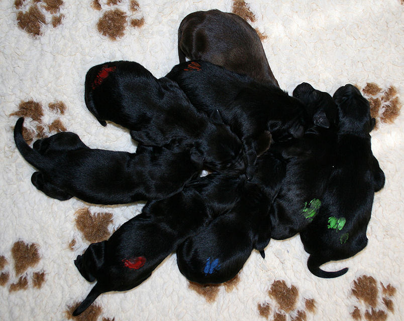 CongoPuppies4