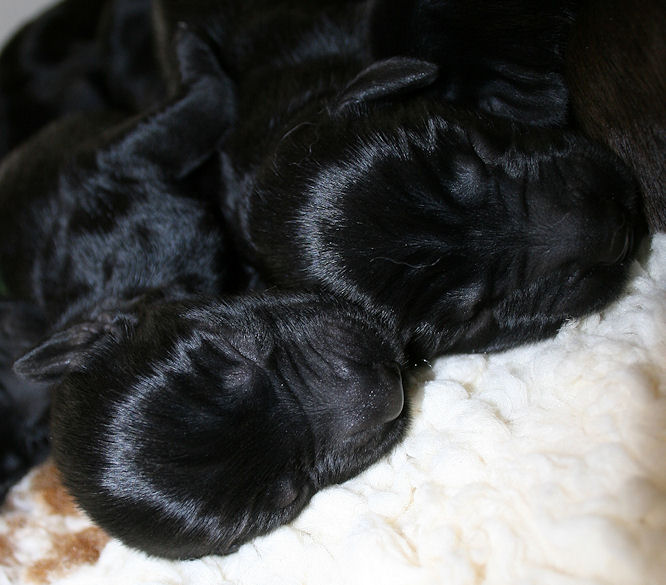 CongoPuppies5