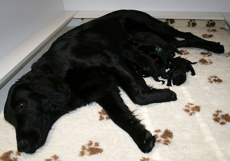 CongoPuppies8