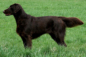 Ebony9