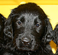 Gwen5Weeks1