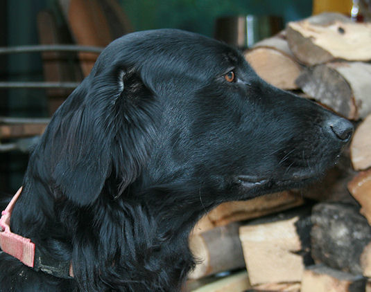 KidsofBlade1 KidsofBlade1