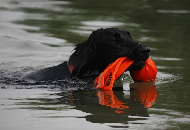 KidsofBlade8 KidsofBlade8