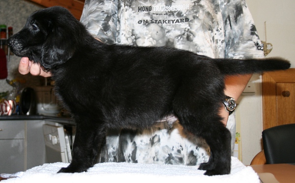 MelodyPuppies8Weeks2