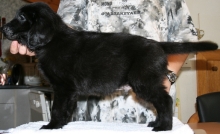 MelodyPuppies8Weeks2small1