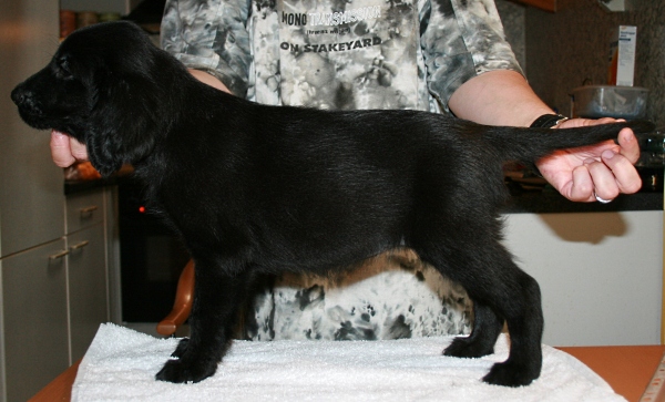 MelodyPuppies8Weeks6