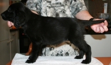 MelodyPuppies8Weeks6small