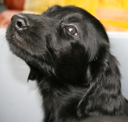 MelodyPuppies8WeeksMae1