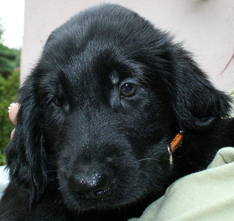 MelodyPuppies8WeeksUmba1