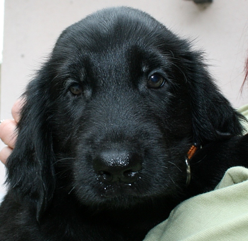 MelodyPuppies8WeeksUmba2