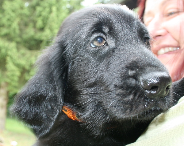MelodyPuppies8WeeksUmba4