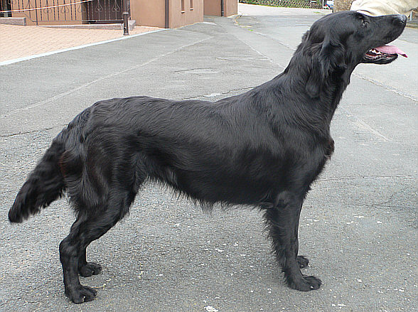 Piper2xCAC.Sept.2007big