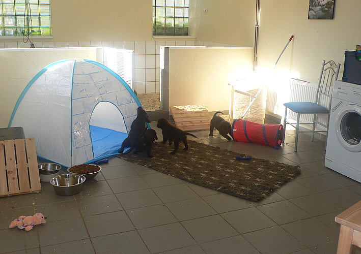 Puppyroom2