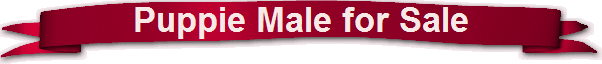 Puppie Male for Sale