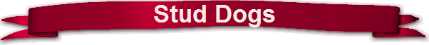 Stud Dogs Stud Dogs